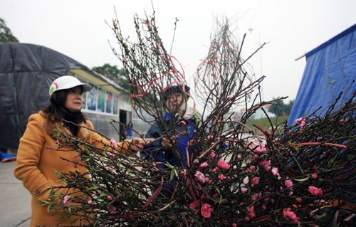 Hoa dừa cạn rủ, hoa dua can ru, hoa Tết, hoa Tet, hạt giống hoa, hoa treo, dạ yến thảo, hoa treo ban công, hoa phong lu, hoa phong lu thao, hoa phong lữ, hoa phong lữ thảo, hạt giống hoa oải hương, bán hạt giống hoa oải hương, hat giong hoa oai huong, hạt giống  chất lượng cao, hat giong hoa , hat giong hoa chat luong cao, hoa trong tham, hoa trong chau,